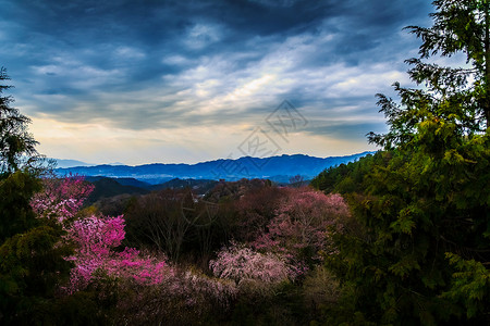 丰富多彩的山地景观天空森林树木植被花朵背景图片