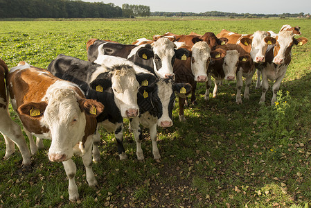 好奇的荷兰奶牛红色毛皮棕色日落农场动物牧场红斑白色高清图片