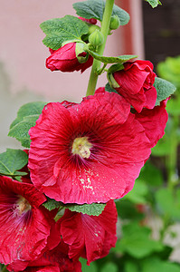 红花植物群花园粉色绿色背景图片