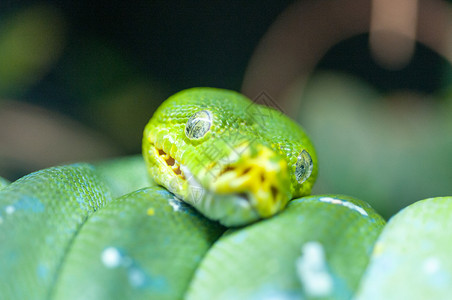 绿树平原线圈荒野毒液爬行动物动物爬虫黄色绿色背景图片