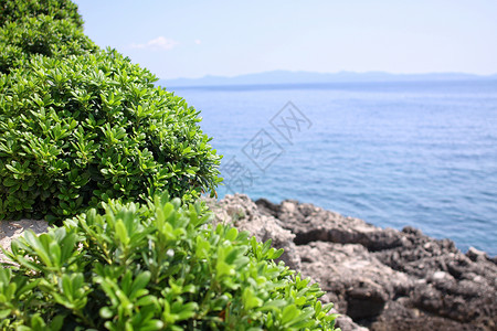 Boxwood 地中海海岸的boxus植物后院绿色草药栽培叶子海岸树篱灌木生长背景图片