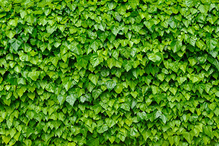 绿色常年背景爬行者多叶植被树叶花园植物群植物生长叶子背景图片
