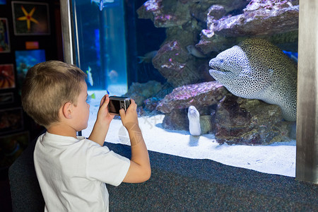 看着鱼缸的小男孩生活游泳环境男性学习男生乐趣活动摄影水族馆背景图片