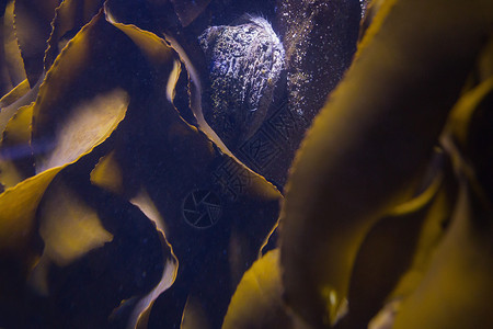 鱼箱中海藻环境生物学海上生活生活鱼缸动物背景