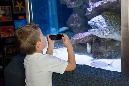 看着鱼缸的小男孩好奇心生活摄影海上生活学习动物水族馆男性乐趣环境背景图片