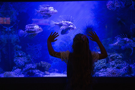 小女孩在看鱼缸生物学童年乐趣活动动物学习双手海上生活环境玻璃背景图片