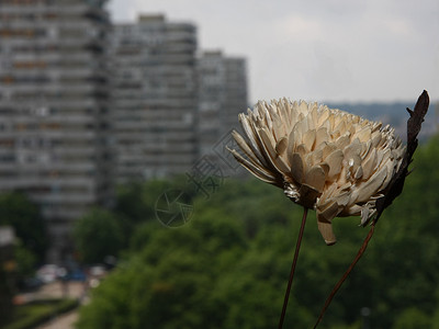 人工花塑料窗户背景图片