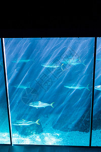 最黑暗的房间和鱼缸海上生活动物环境游泳黑色蓝色生物学生活背景图片