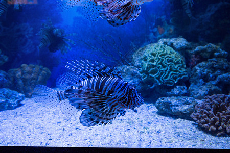 鱼在有珊瑚的油罐中游泳生物学鱼缸动物乐趣生活海上生活蓝色环境石头背景图片