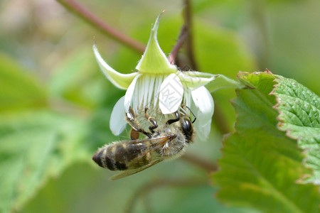 花蜜蜜蜂蜂蜜宏观昆虫飞行背景树叶白色覆盆子背景图片