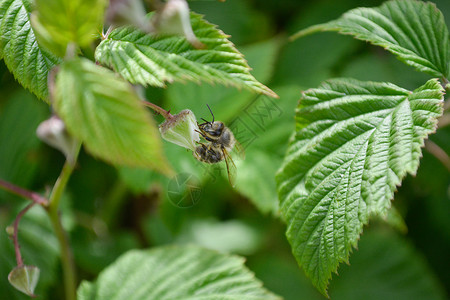 草莓花盆上的蜜蜂飞行蜂蜜昆虫白色覆盆子树叶宏观背景背景图片