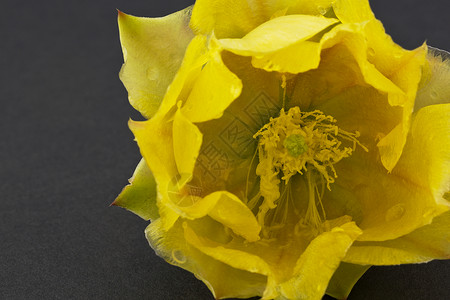 黄刺梨仙人掌花的宏背景图片