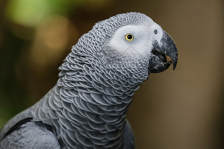 非洲灰鹦鹉鸟类灰色鹦鹉宠物脖子眼睛羽毛黄色背景图片