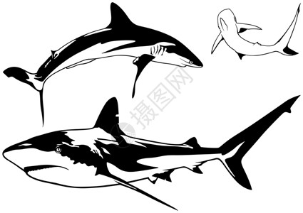 佩雷齐加勒比珊瑚礁鲨鱼套插画