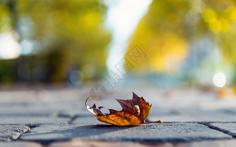 地面的秋叶石头背景花园照片树叶天气植物季节叶子鹅卵石背景图片