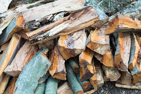 堆积森林木头木材背景图片