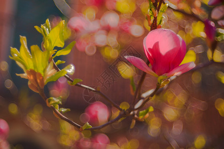 马木兰树叶背景粉色植被计划香水香味叶子背景图片