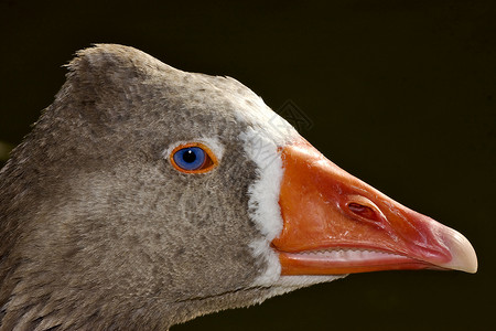 棕鸭蓝眼睛白色鸭子蓝色橙子羽毛鼻子黄色鸢尾花瞳孔黑色背景图片
