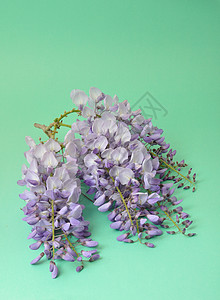 维西西亚白色花朵蓝色登山者紫色紫丁香花语背景图片