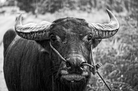 k牛照片素材照片来自亚洲水牛城的黑白照片背景