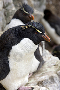 福克兰群岛动物群企鹅殖民地海鸟荒野野生动物旅行旅游高清图片