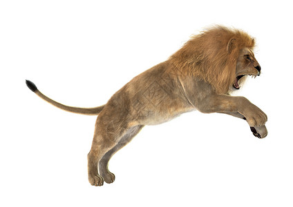 狮子雄狮打猎野生动物食肉攻击国王动物鬃毛捕食者哺乳动物白色背景图片