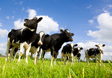 Holstein 奶牛动物家畜天空牛肉农田农场农业白色牧场母牛背景图片