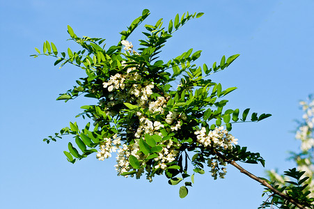 阿卡西亚花朵天空季节植物蓝色植物群药品叶子木头花园公园背景图片