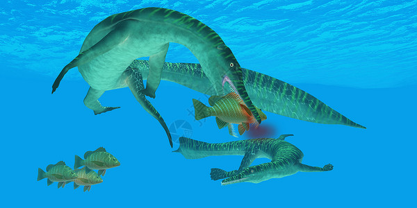 六角恐龙鱼中龙海洋冷冻剂牙齿脊椎动物海洋生物食肉插图动物生活脚蹼蜥蜴怪物背景