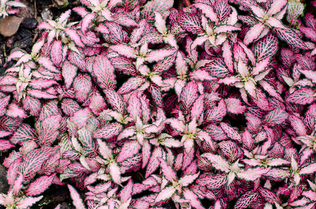 紫紫植物树叶植物群粉色花园叶子绿色红色背景图片