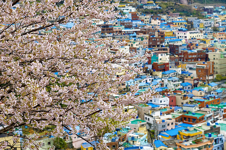 釜山甘川文化村的樱树金融目的地办公大楼旅游商业画廊樱花天际吸引力街道背景图片