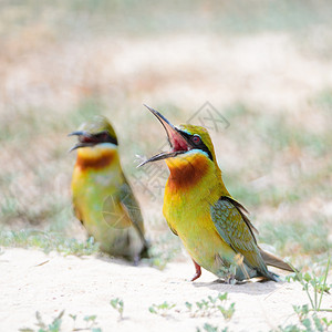蓝尾蜂食蜜蜂者热带尾巴阳光蜜蜂蜂鸟翅膀荒野野生动物动物公园背景图片