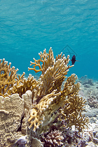 净火珊瑚非洲加勒比地区高清图片