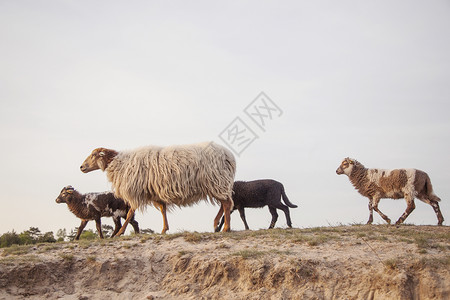 在林区的沙丘上 在草原上放羊和羊羔背景图片