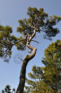 松树森林天空树叶绿色蓝色木头树干叶子背景图片