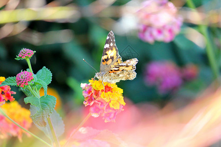 蝴蝶空气翅膀动物生活背景图片