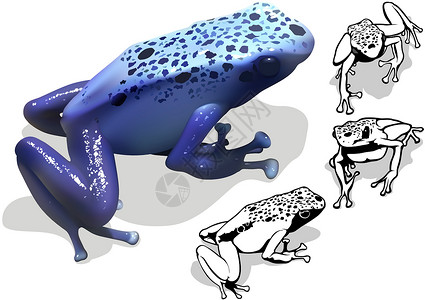 特拉班特蓝毒达尔特青蛙插图雨林剪贴两栖热带动物原始森林丛林蓝色插画