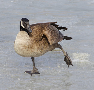 鹅腿滑贴滑冰黑色游泳姿势眼睛下巴带白色脖子背景