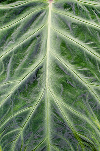 绿叶细节宏观植物绿色背景图片