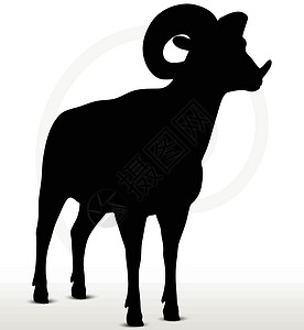 巢鼠属大角绵羊背影 立立方姿势山羊宠物草图白色插图阴影徒步冒充黑色荒野插画