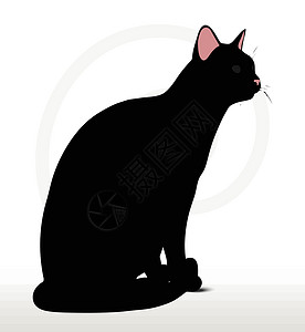 黑猫不睡坐下姿势时的休睡后哺乳动物猎豹黑色宠物阴影狮子冒充老虎猫科动物野猫插画