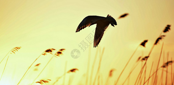 黑尾鸥日落背景的黑头黑脑古尔翅膀天空鸟类阳光支撑行动湖泊橙子运动荒野背景