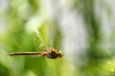 飞翔的蜻蜓飞翔时紧闭龙尾环境眼睛蜻蜓飞行池塘背景生物学动物群芦苇翅膀背景