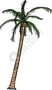 孤立的卡通椰子棕榈背景图片