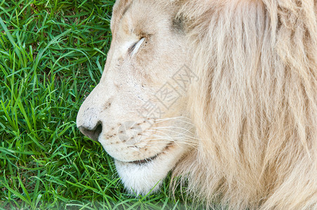 白色狮子的近身睡着高清图片