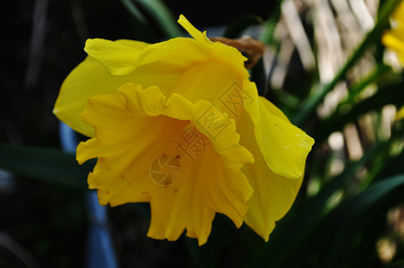 达法迪尔黄色黄花背景图片