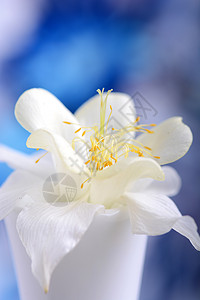 白银色花朵在蓝色背景上缝合背景图片