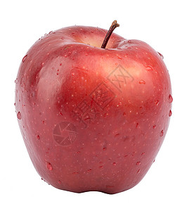 白色的新鲜苹果水果枝条背景图片