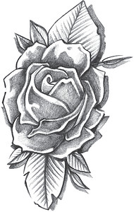 矢量玫瑰花草图铅笔花瓣玫瑰插图手绘植物叶子背景图片