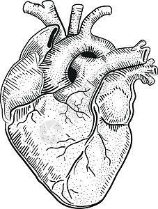人类心脏肌肉动脉静脉一部分手绘插图身体背景图片